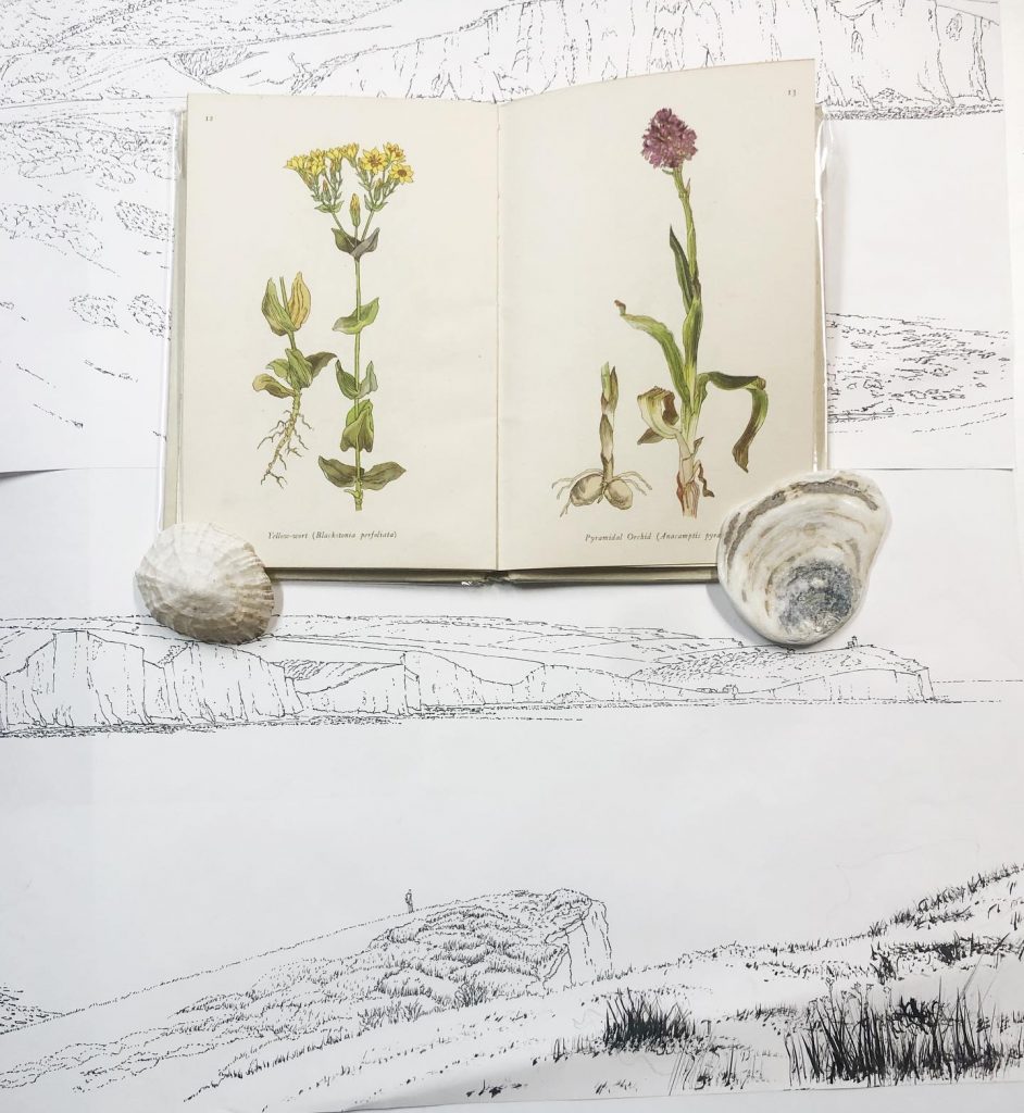 'Wild Flowers of the Chalk', is a beautiful Penguin book written by John Gilmor and illustrated by Irene Hawkins. I often take it with me in countryside walks to study the flora that lives in chalk soils.